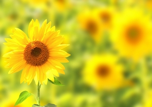 sunflower